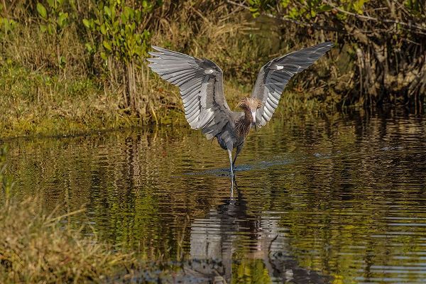 Jones, Adam 아티스트의 Reddish egret fishing-Merritt Island National Wildlife Refuge-Florida작품입니다.